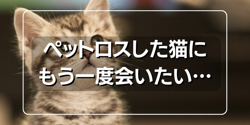 ペットロスした猫にもう一度会いたい