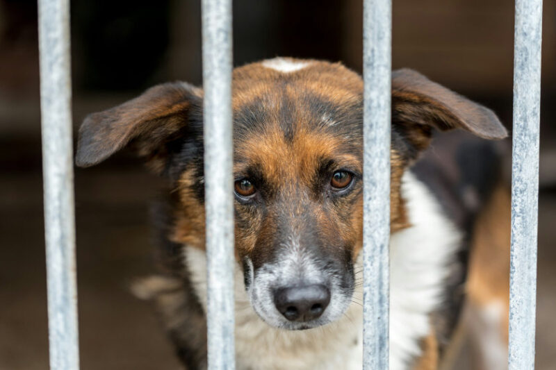 ペットショップ 売れ残り 犬 購入