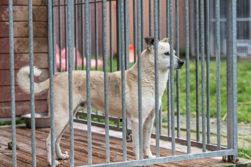 ペットショップ 売れ残り 犬 購入