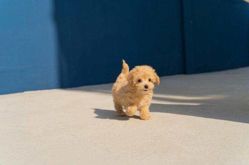 子犬 4ヶ月 おやつ おすすめ