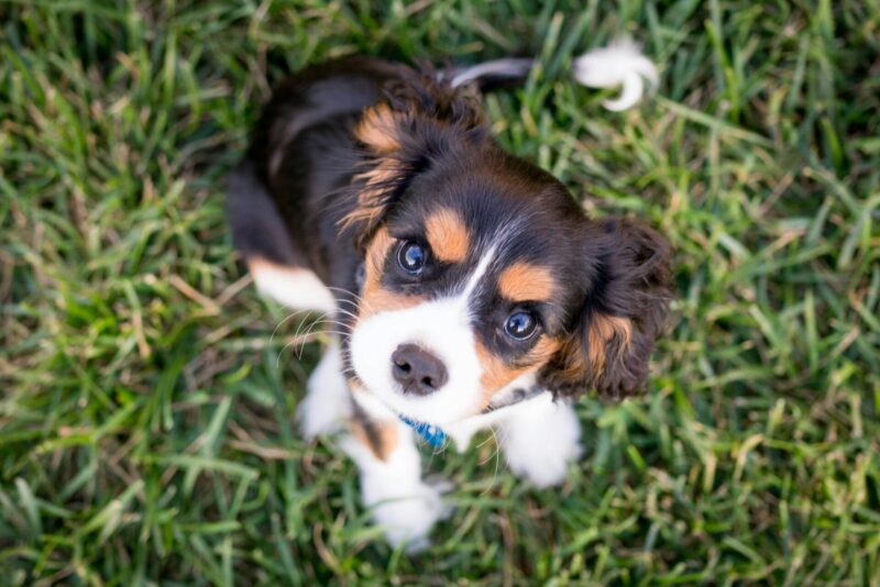 子犬 4ヶ月 おやつ おすすめ