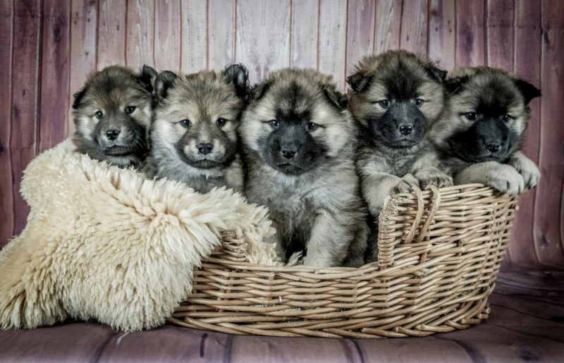 子犬 4ヶ月 おやつ おすすめ