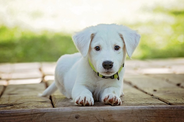 子犬 トイレを失敗 するように なった