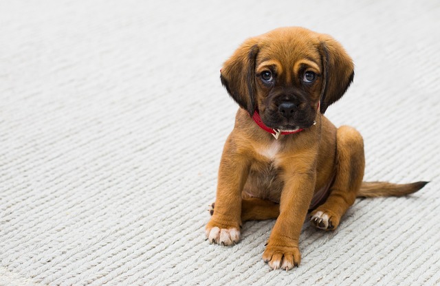 子犬 トイレを失敗 するように なった