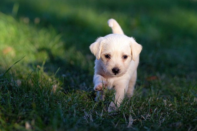 子犬 トイレを失敗 するように なった