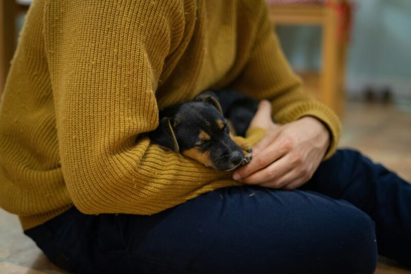 子犬 人がいる 寝ない