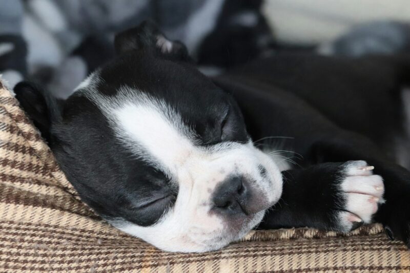 子犬 人がいる 寝ない