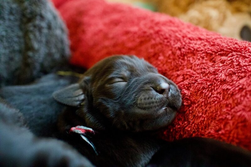 子犬 夜中 吠える