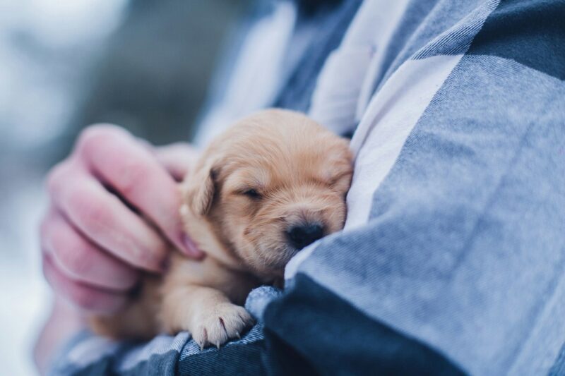 子犬 夜中 吠える