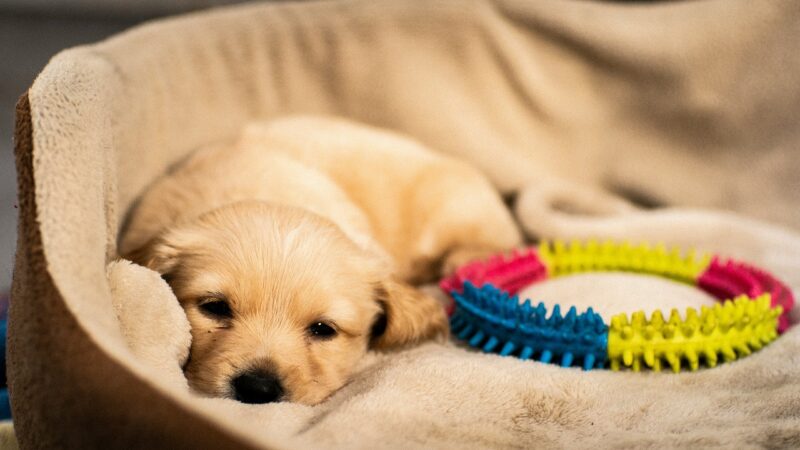 子犬 夜中 吠える