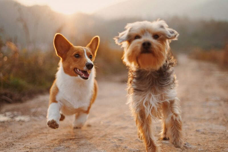 子犬 狂っ た よう に 暴れる