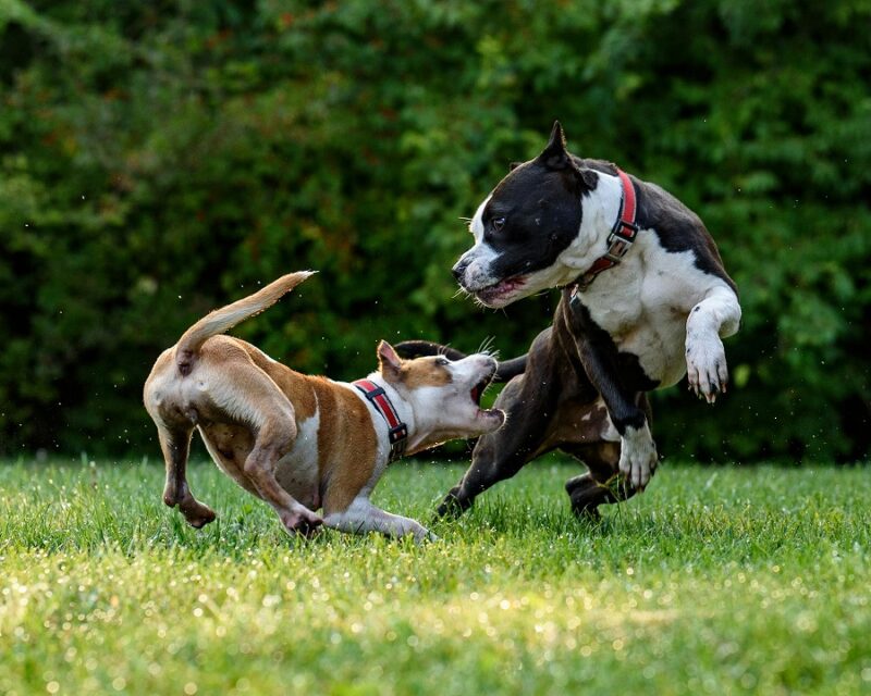 子犬 狂っ た よう に 暴れる