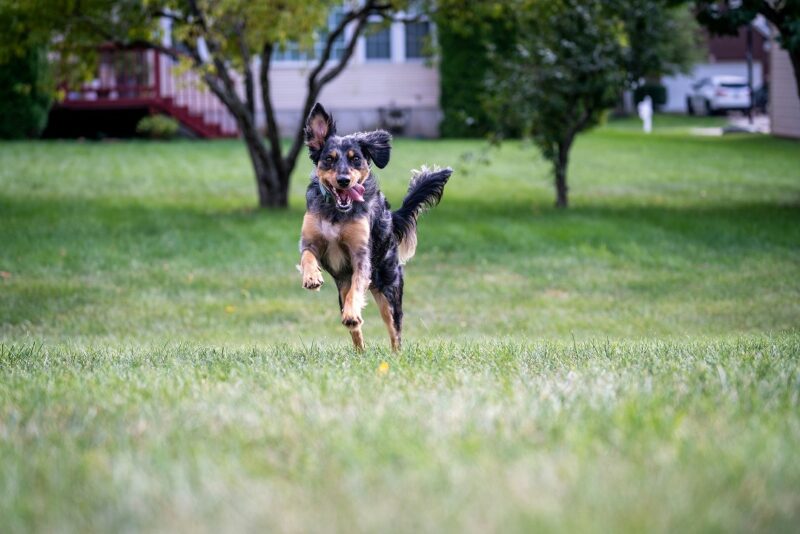 子犬 狂っ た よう に 暴れる