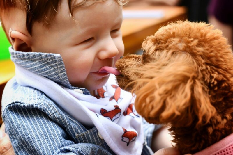 子犬 顔 舐める