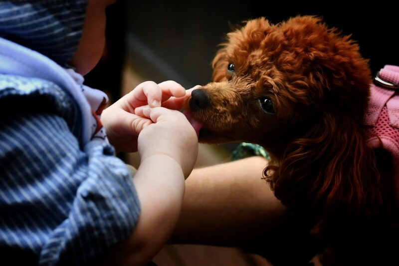 子犬 顔 舐める