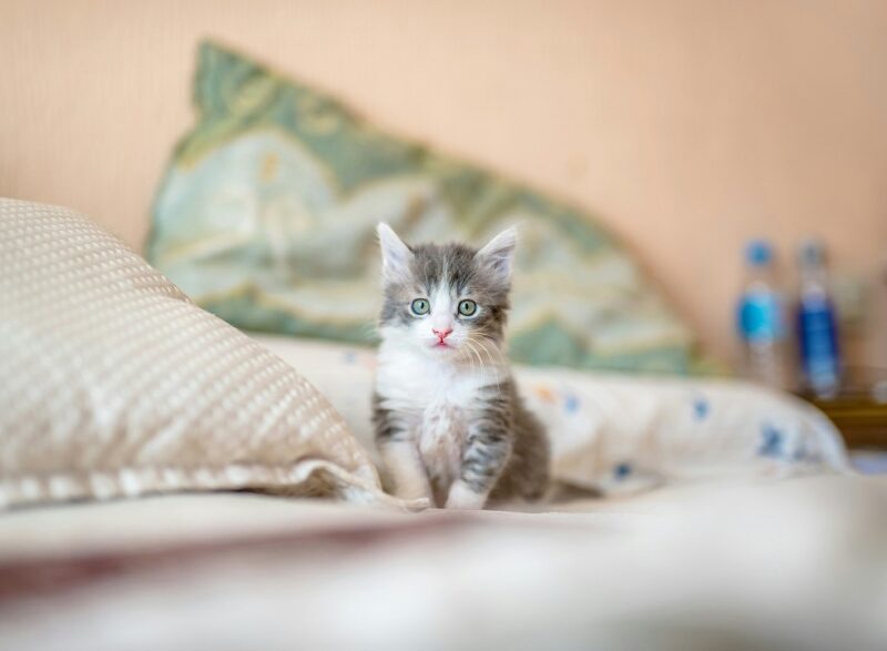 子猫 またたび おもちゃ 大丈夫