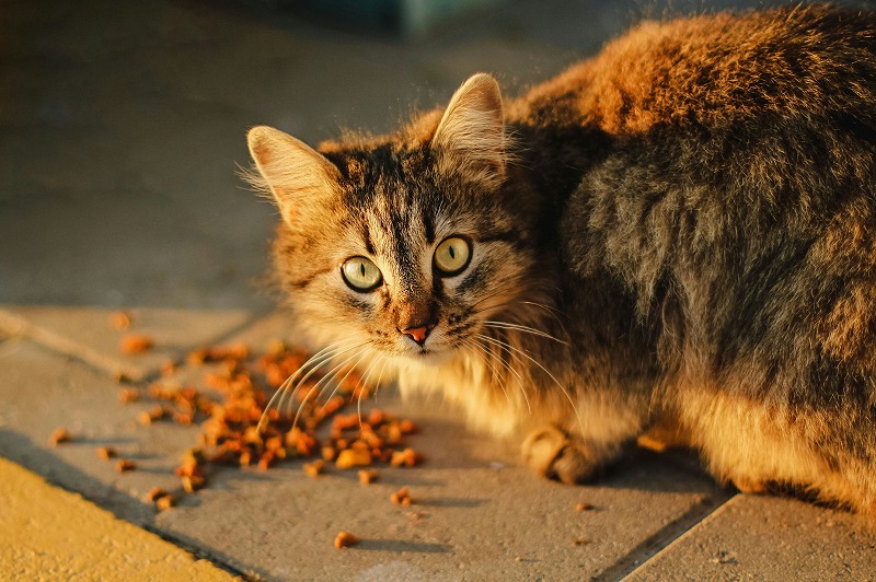 子猫 ドライフード おすすめ 市販