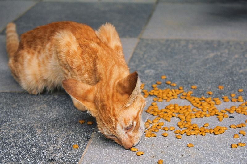 子猫 ドライフード おすすめ 市販