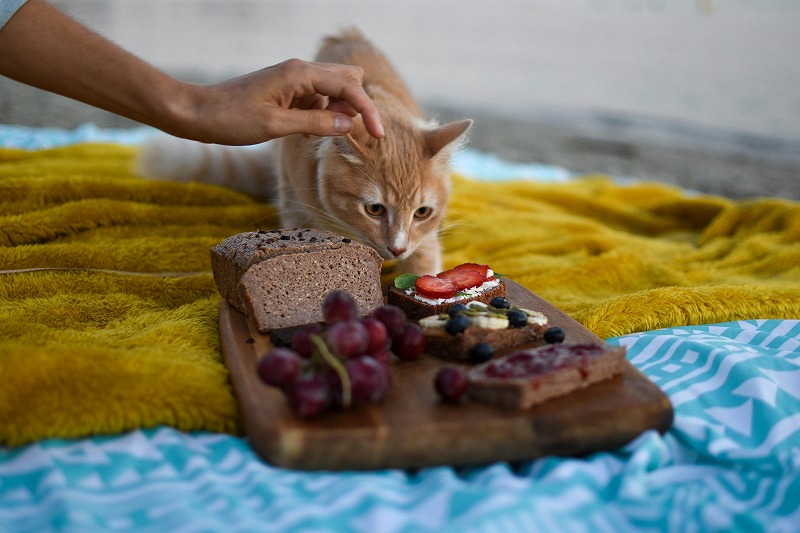 子猫 ドライフード おすすめ 市販