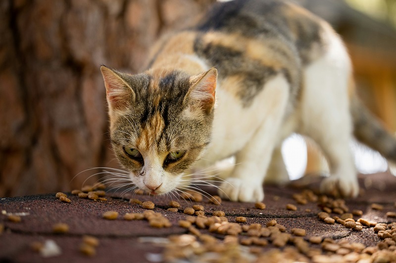 子猫 ドライフード おすすめ 市販